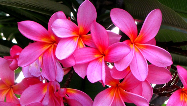 flores-havaianas
