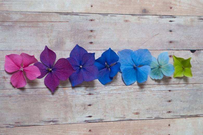 Hortênsias: as belíssimas flores naturalmente azuis - Casar é um Barato